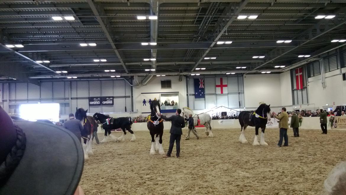 Verdens største shire show i Peterborough 2013 billede 129