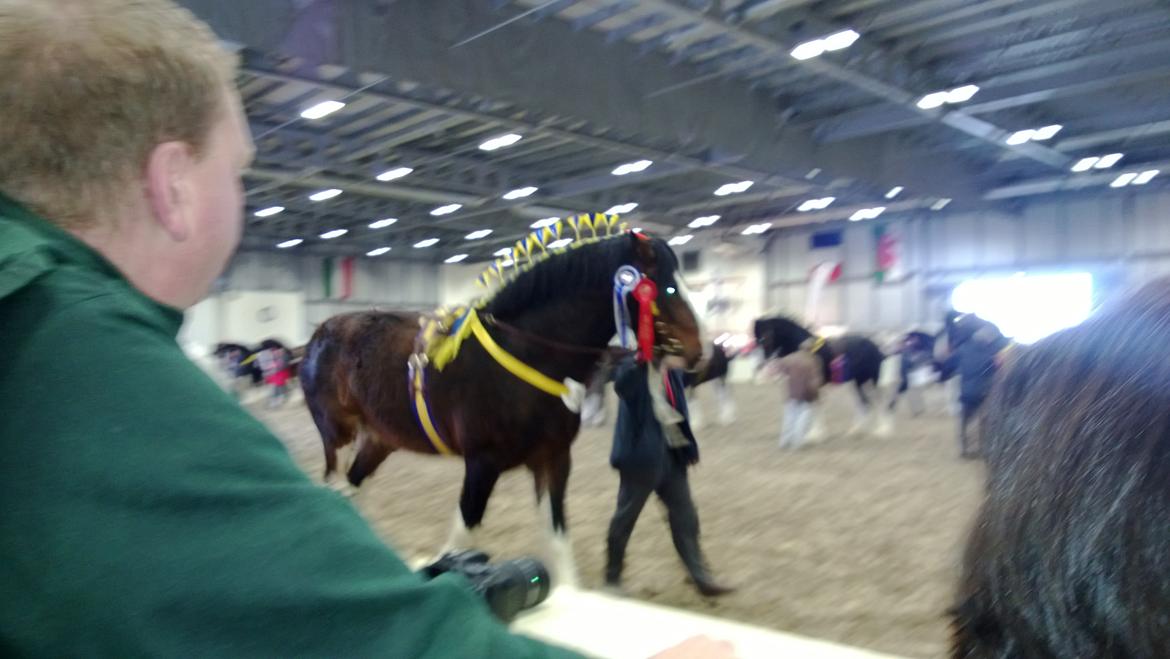 Verdens største shire show i Peterborough 2013 billede 130