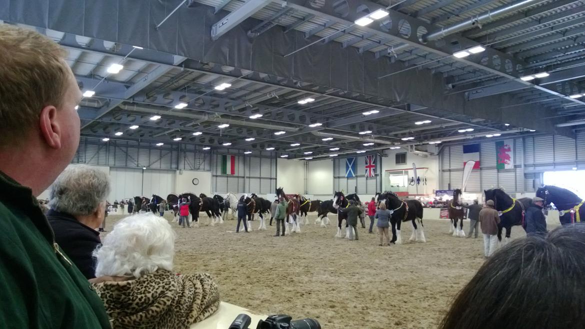 Verdens største shire show i Peterborough 2013 billede 131