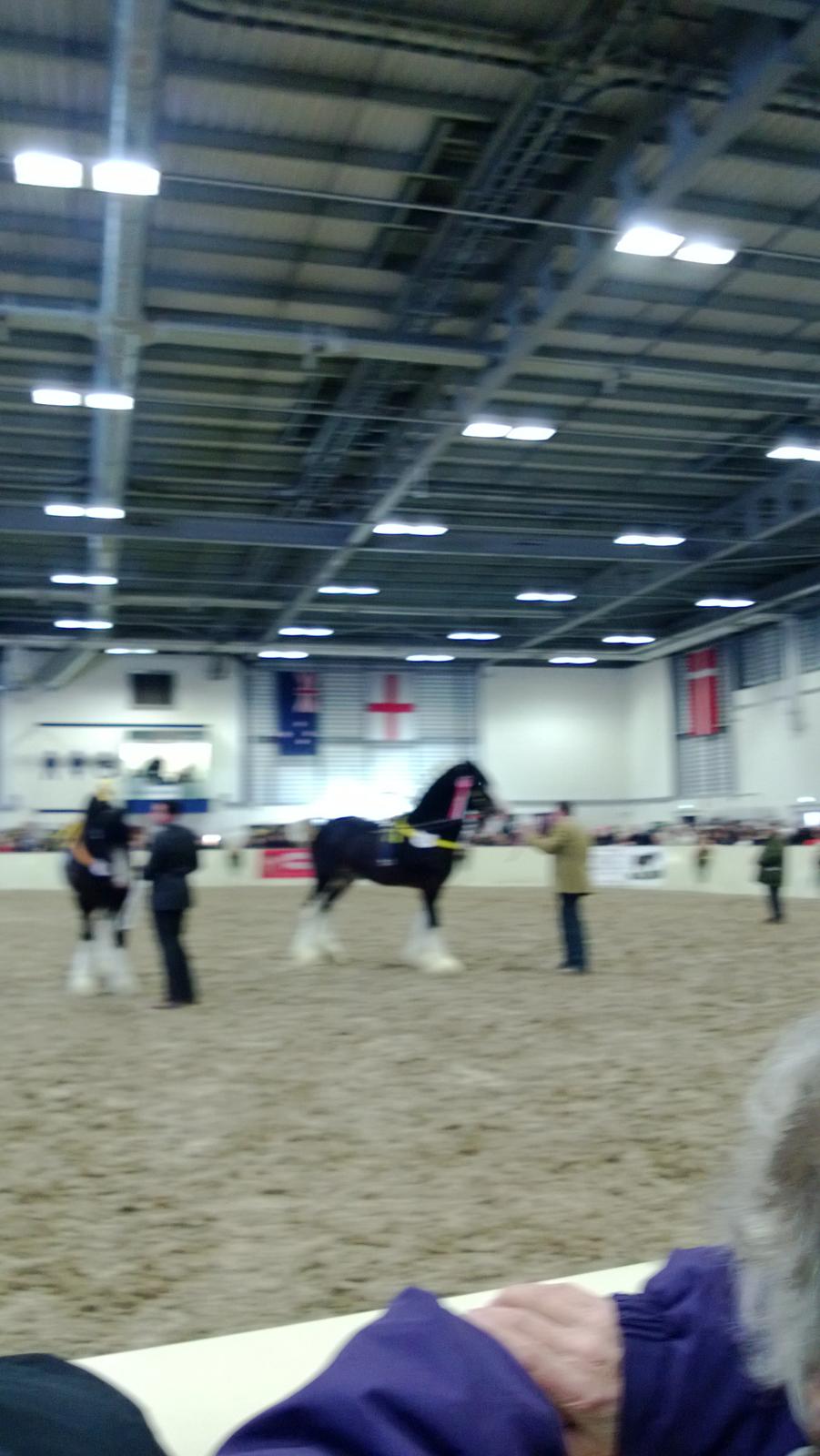 Verdens største shire show i Peterborough 2013 billede 132