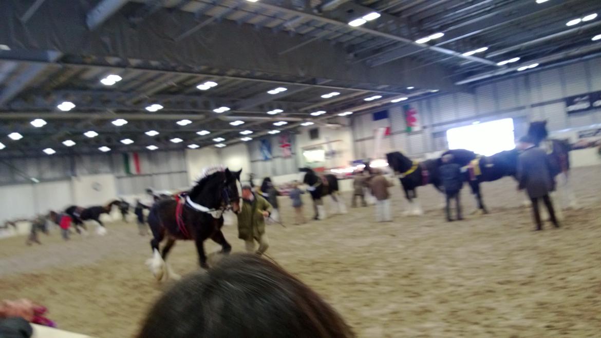 Verdens største shire show i Peterborough 2013 billede 134