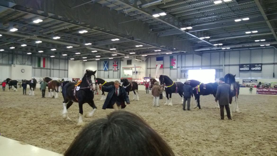 Verdens største shire show i Peterborough 2013 billede 135