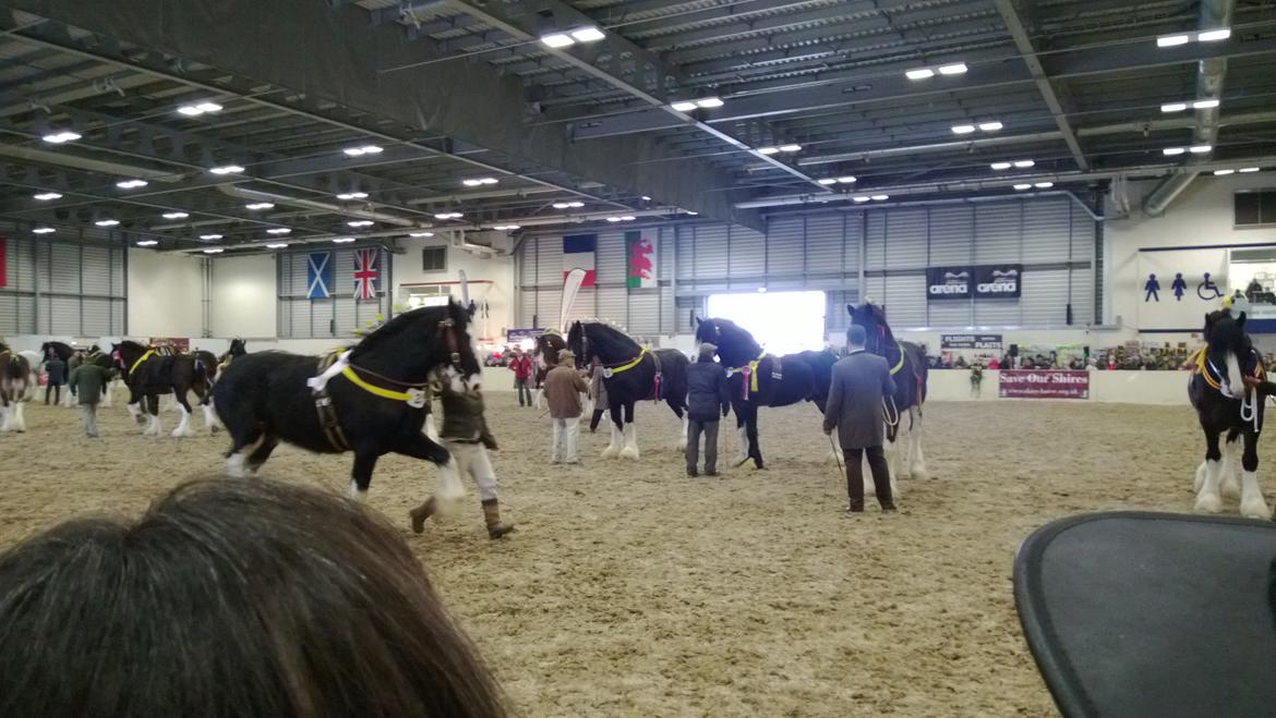 Verdens største shire show i Peterborough 2013 billede 136