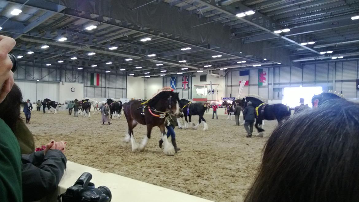 Verdens største shire show i Peterborough 2013 billede 137
