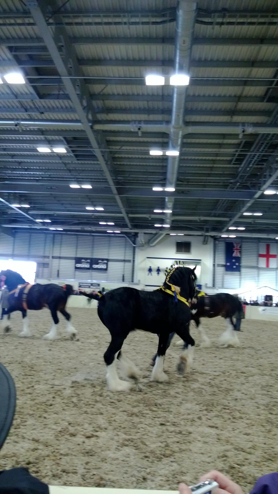 Verdens største shire show i Peterborough 2013 billede 138