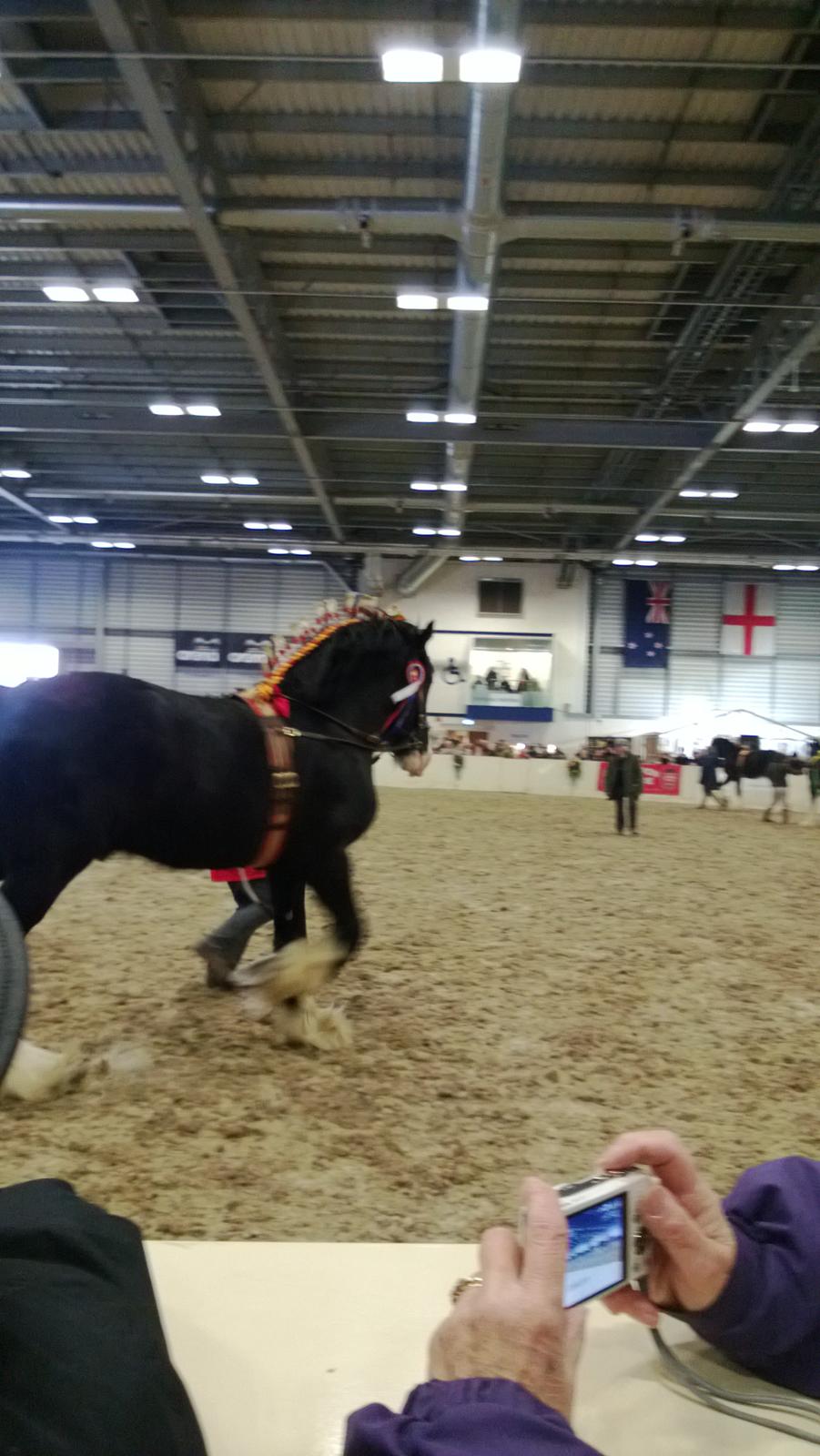 Verdens største shire show i Peterborough 2013 billede 139