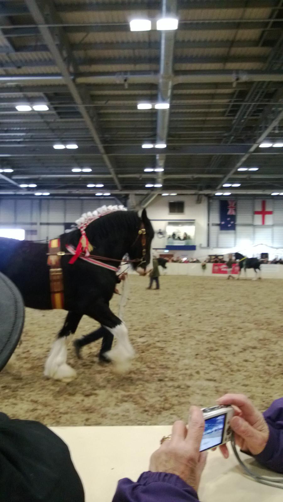 Verdens største shire show i Peterborough 2013 billede 140