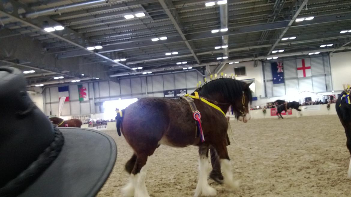 Verdens største shire show i Peterborough 2013 billede 141