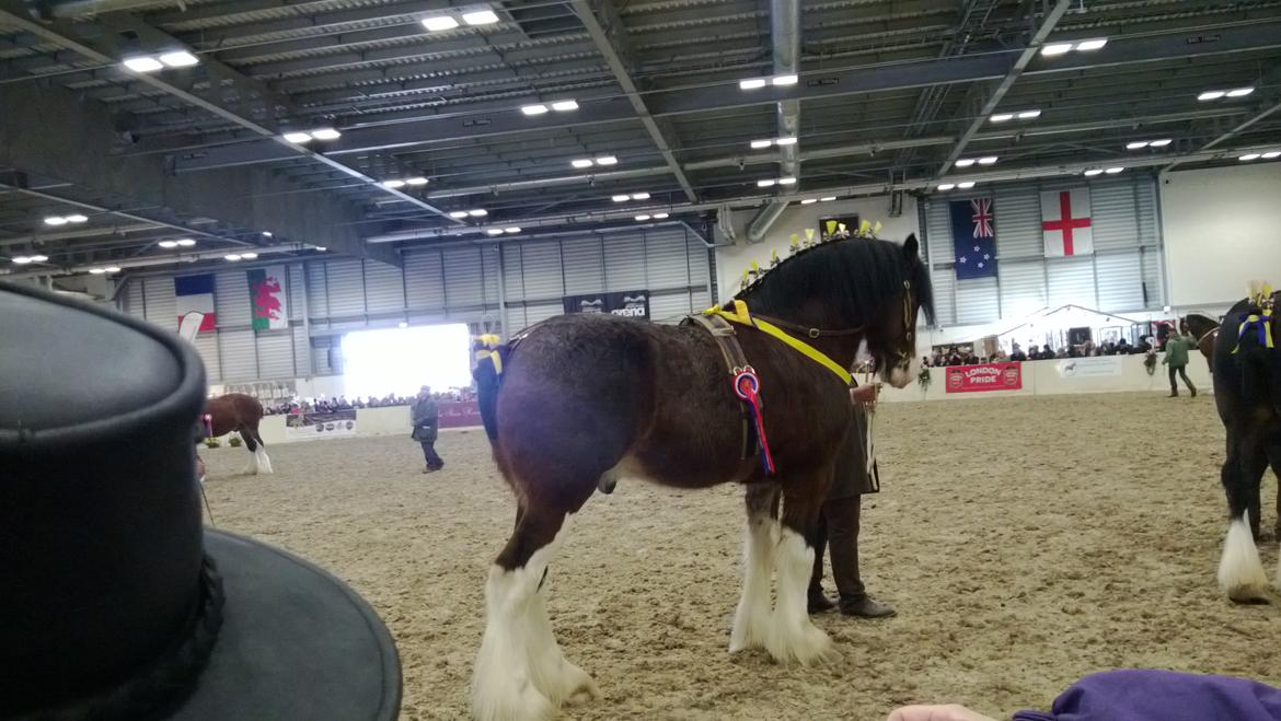 Verdens største shire show i Peterborough 2013 billede 142