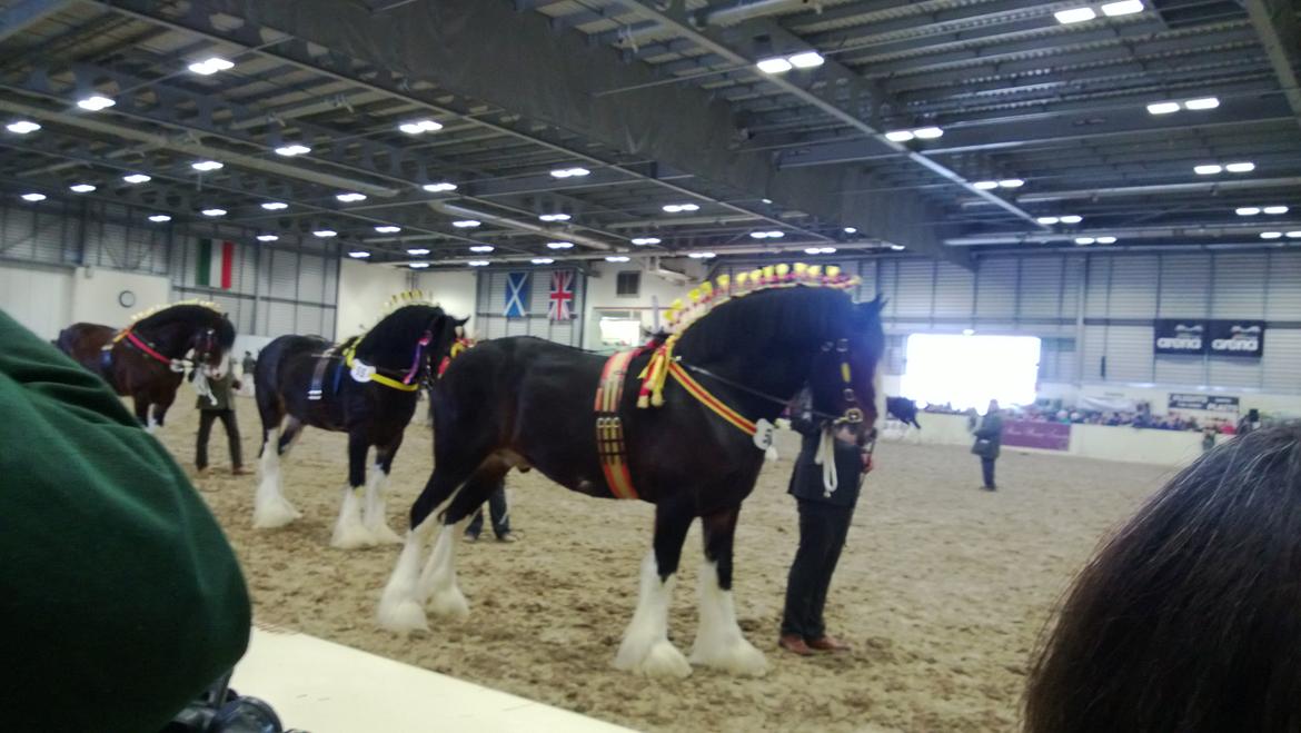 Verdens største shire show i Peterborough 2013 billede 143