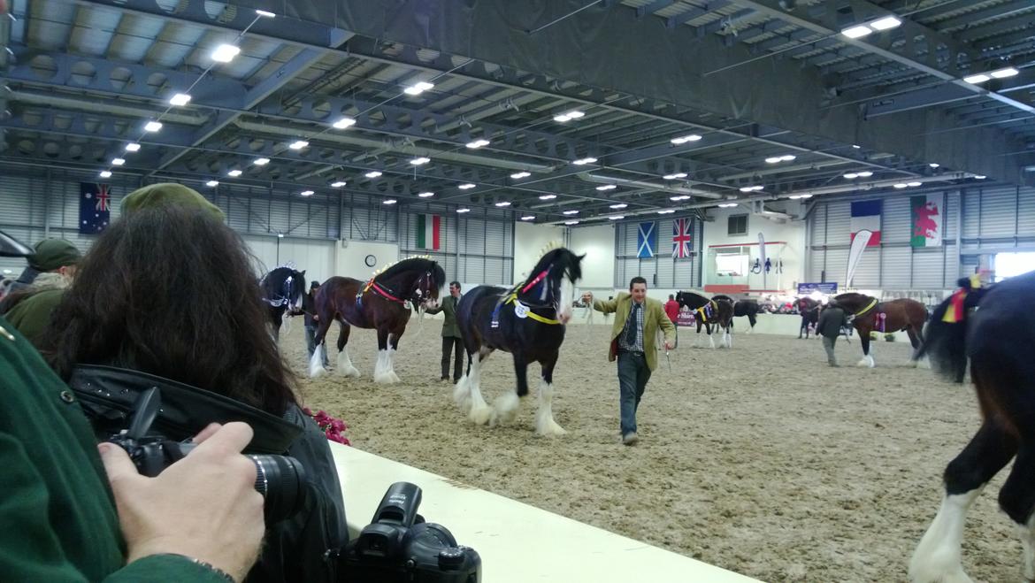 Verdens største shire show i Peterborough 2013 billede 144