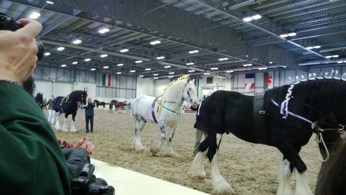 Verdens største shire show i Peterborough 2013 billede 146