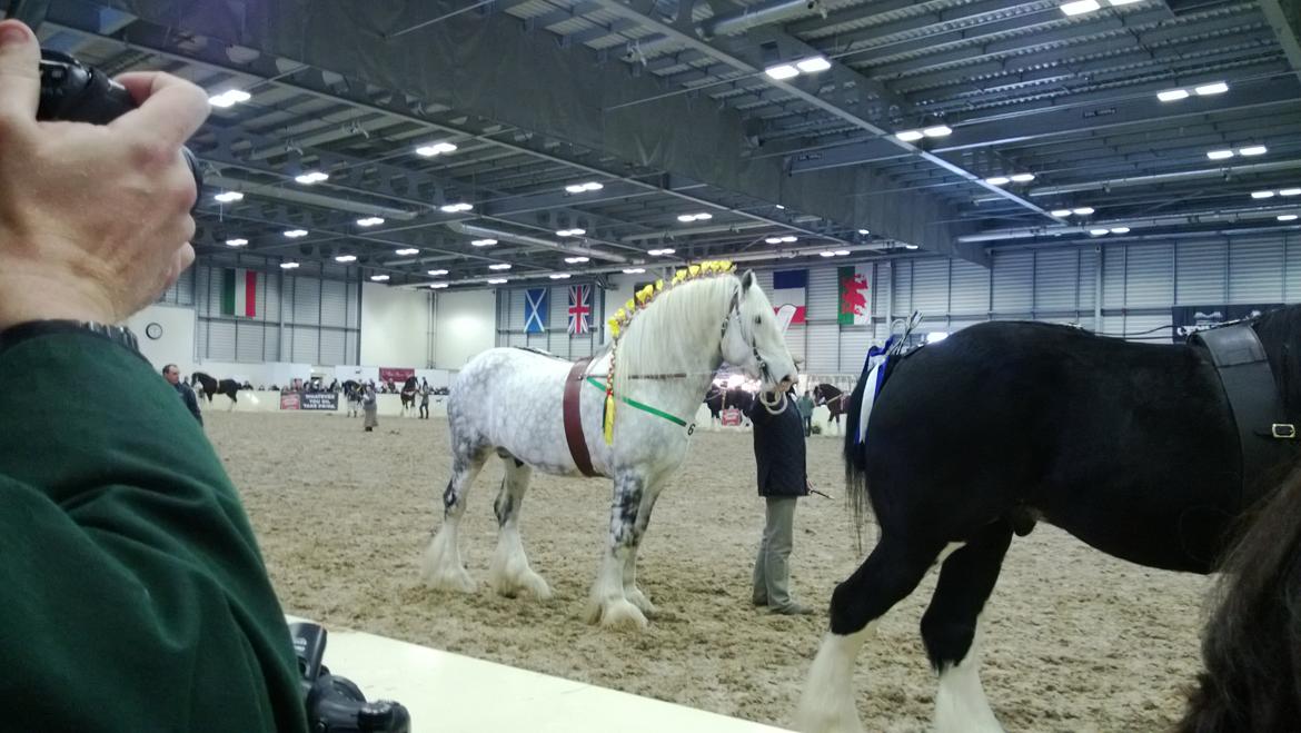 Verdens største shire show i Peterborough 2013 billede 147