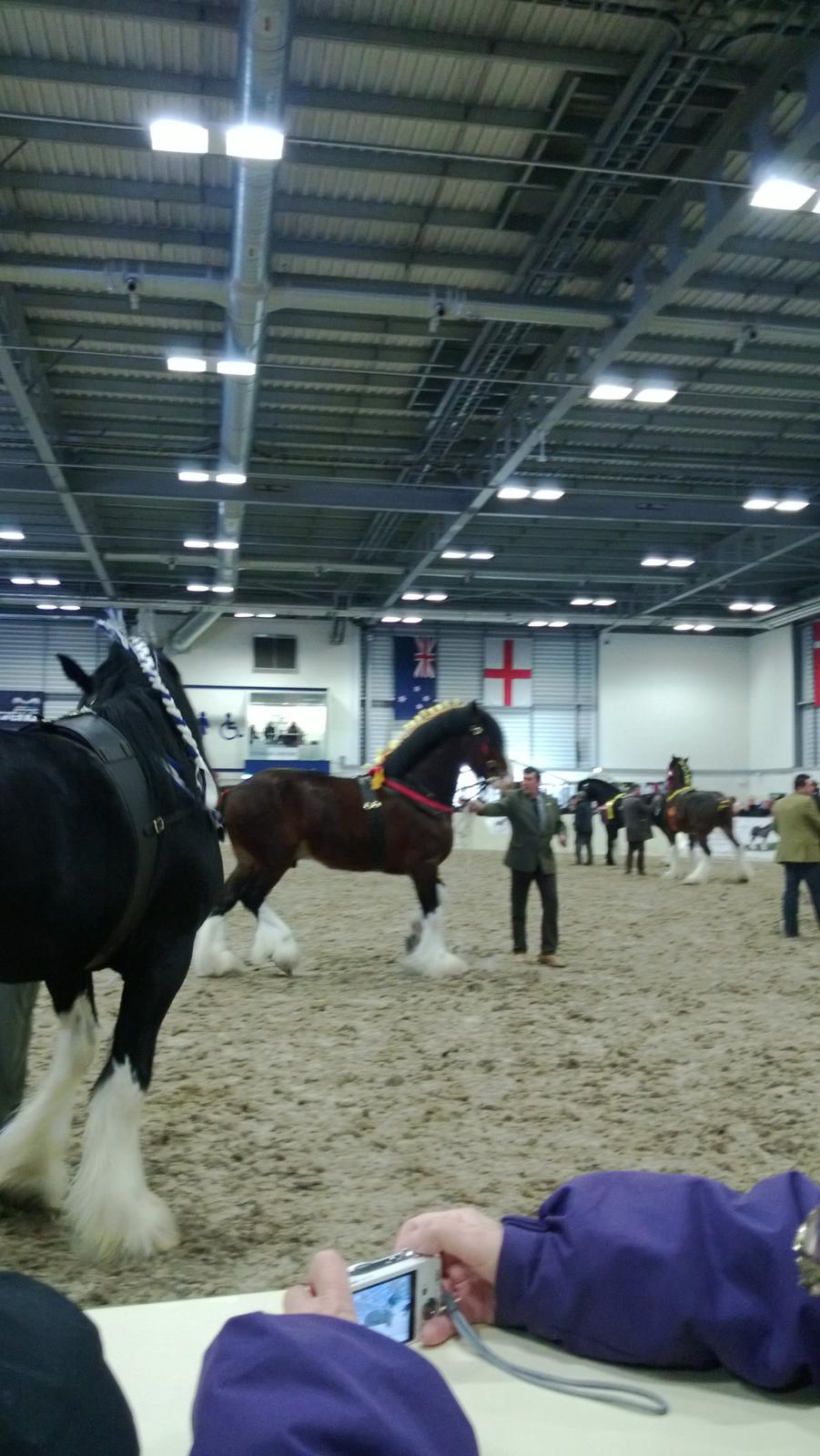 Verdens største shire show i Peterborough 2013 billede 148