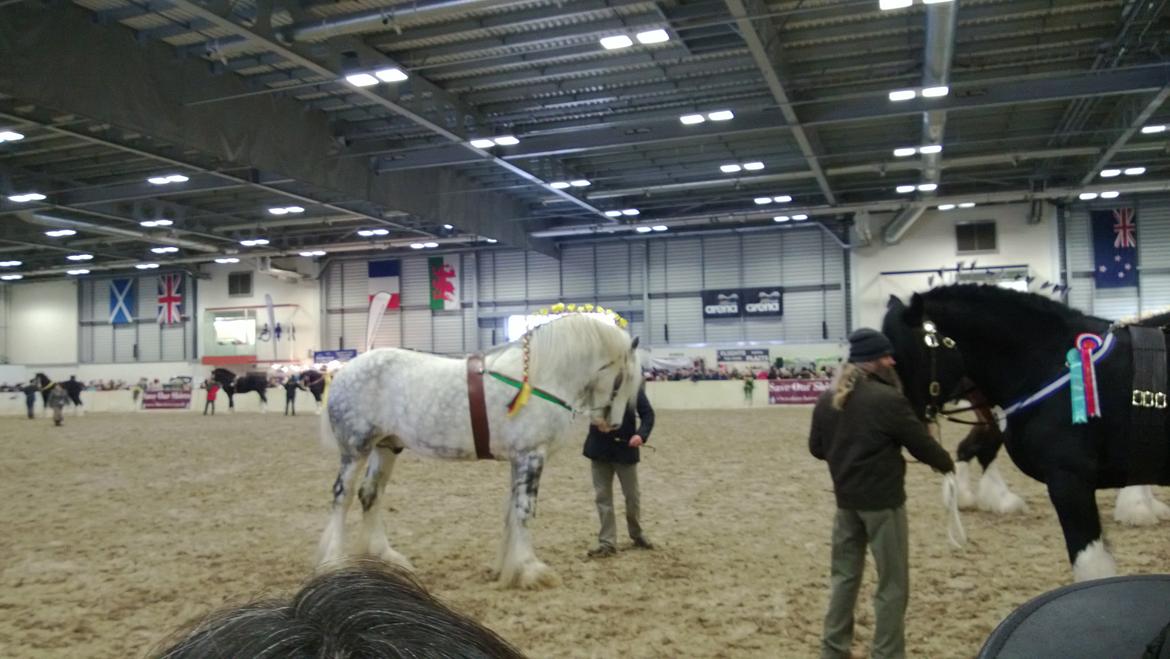 Verdens største shire show i Peterborough 2013 billede 149