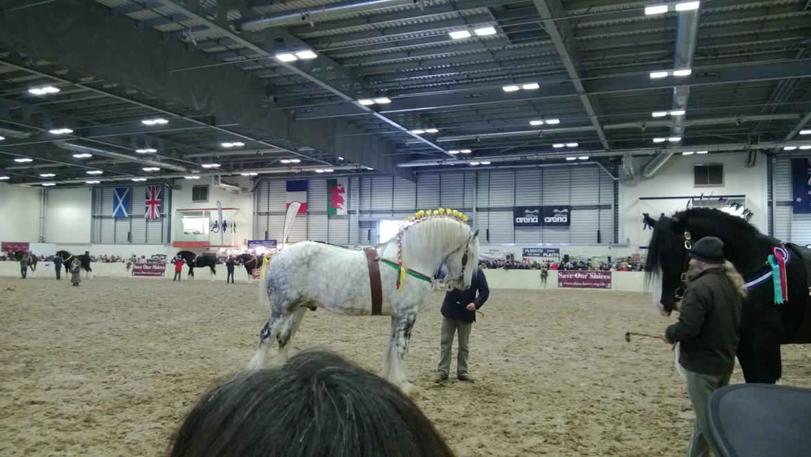 Verdens største shire show i Peterborough 2013 billede 150