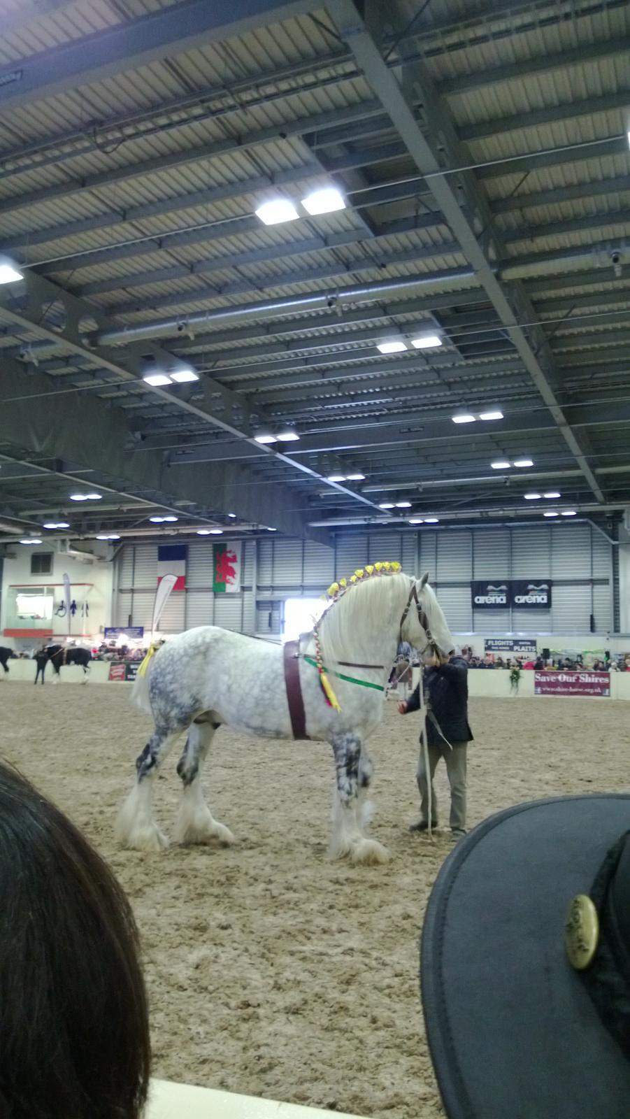 Verdens største shire show i Peterborough 2013 billede 151