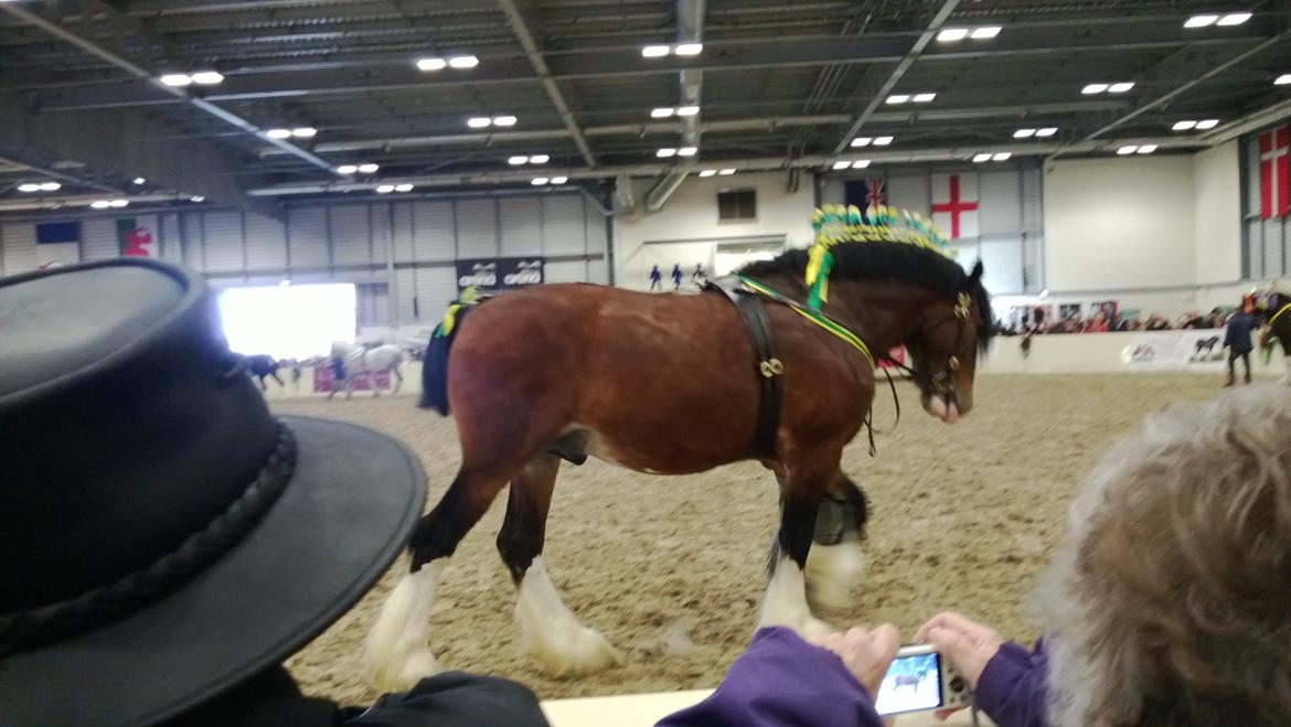 Verdens største shire show i Peterborough 2013 billede 152