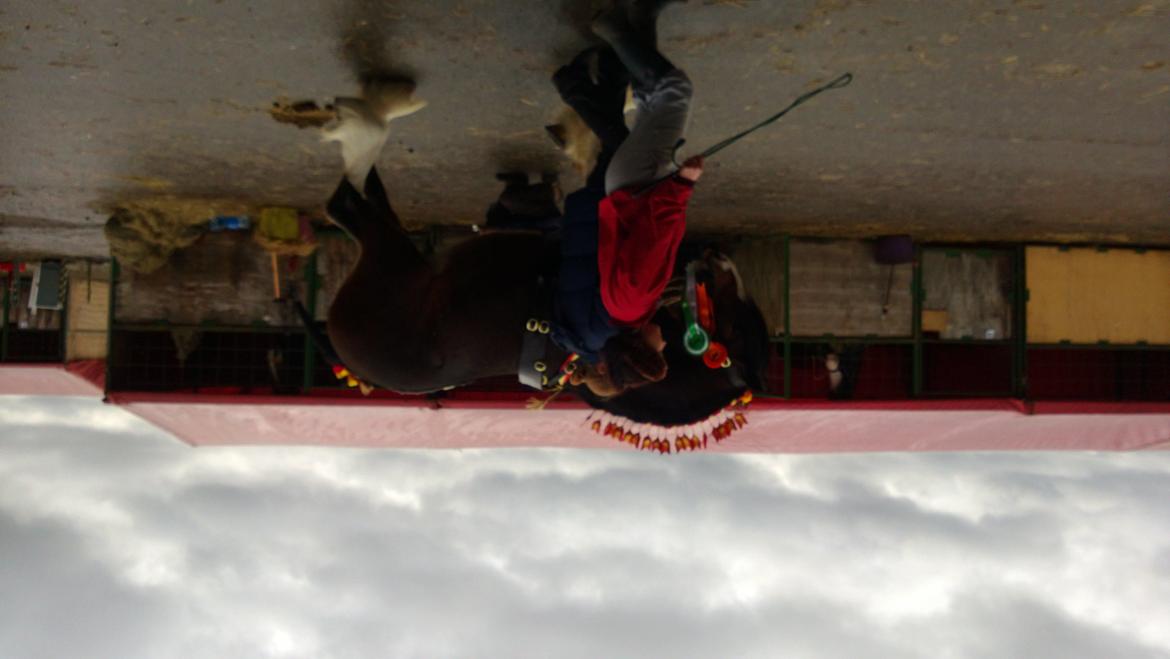 Verdens største shire show i Peterborough 2013 billede 153