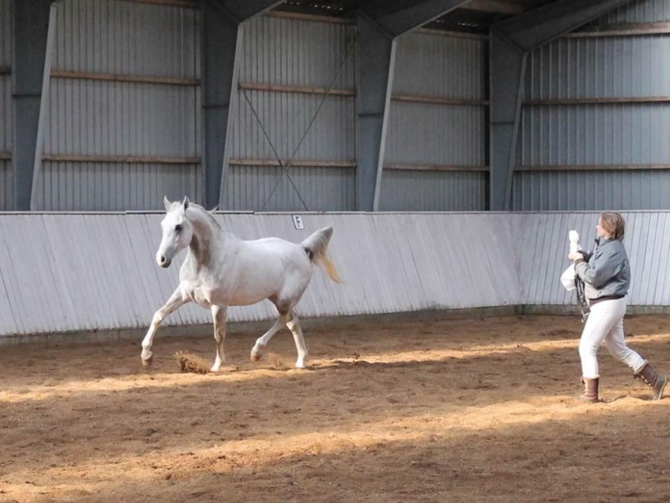 Amin - Hingsteshow marts 2013 billede 1