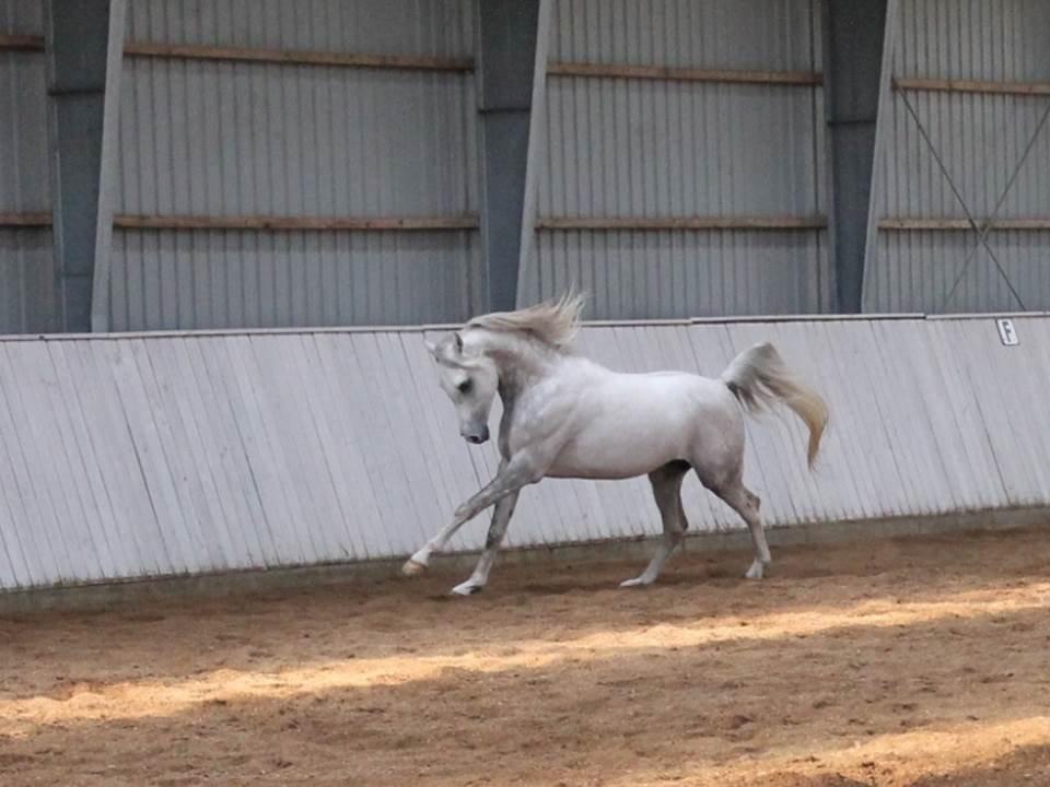 Amin - Hingsteshow marts 2013 billede 2