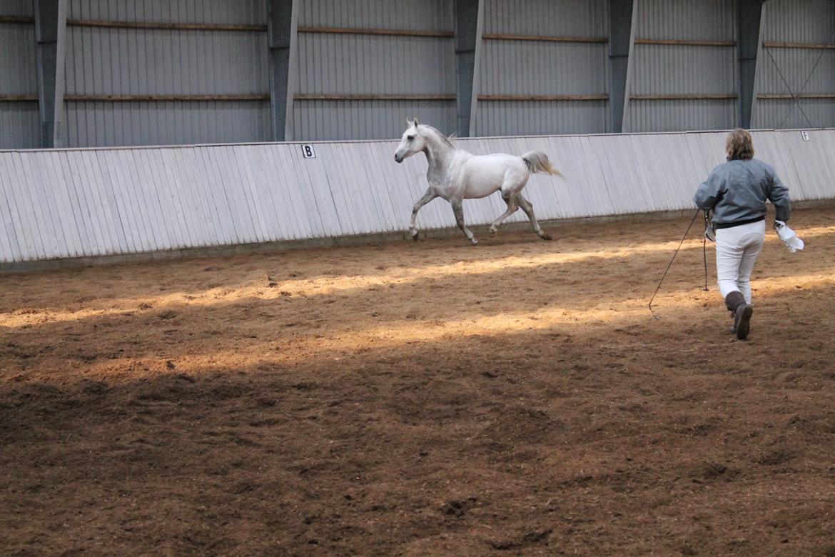 Amin - Hingsteshow marts 2013 billede 3