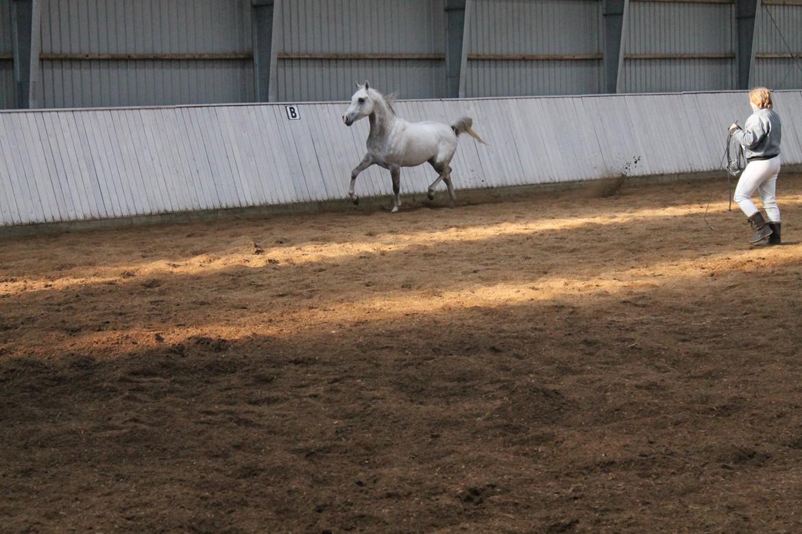 Amin - Hingsteshow marts 2013 billede 4