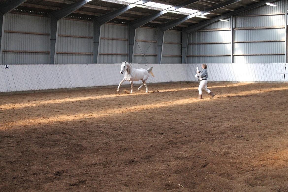 Amin - Hingsteshow marts 2013 billede 5