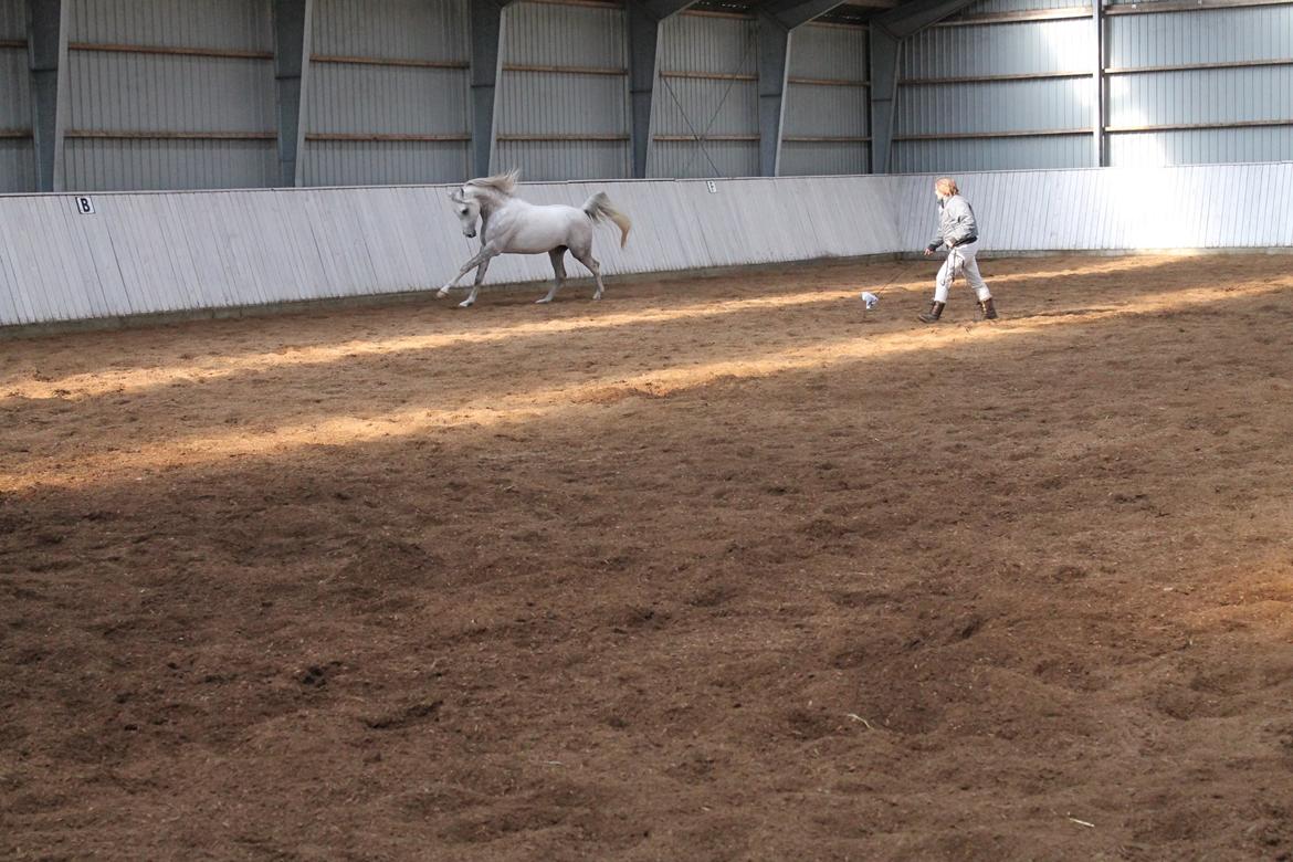 Amin - Hingsteshow marts 2013 billede 6