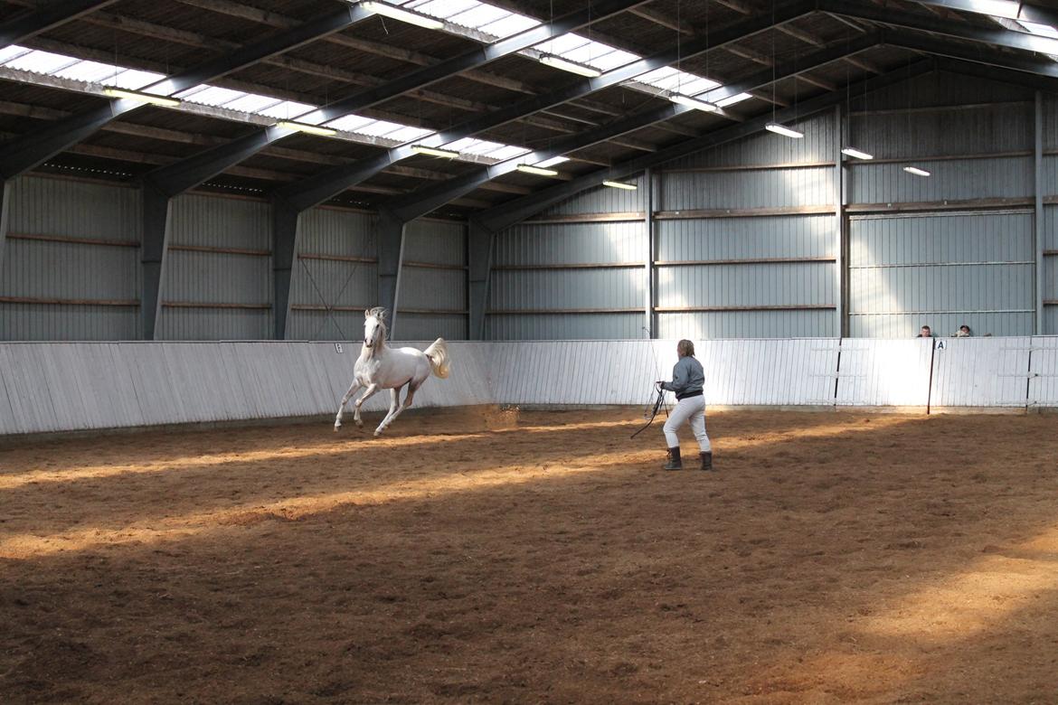Amin - Hingsteshow marts 2013 billede 7