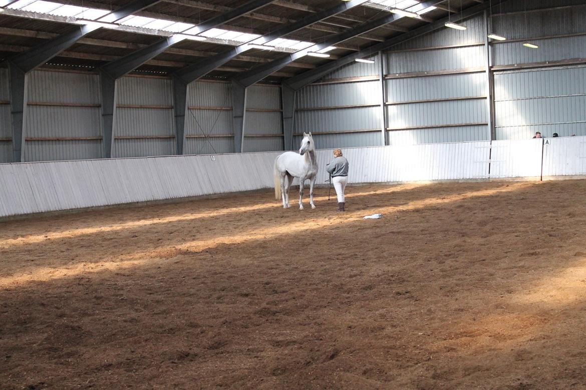 Amin - Hingsteshow marts 2013 billede 8