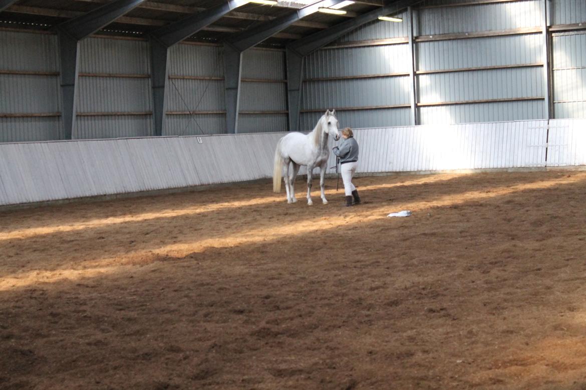 Amin - Hingsteshow marts 2013 billede 9