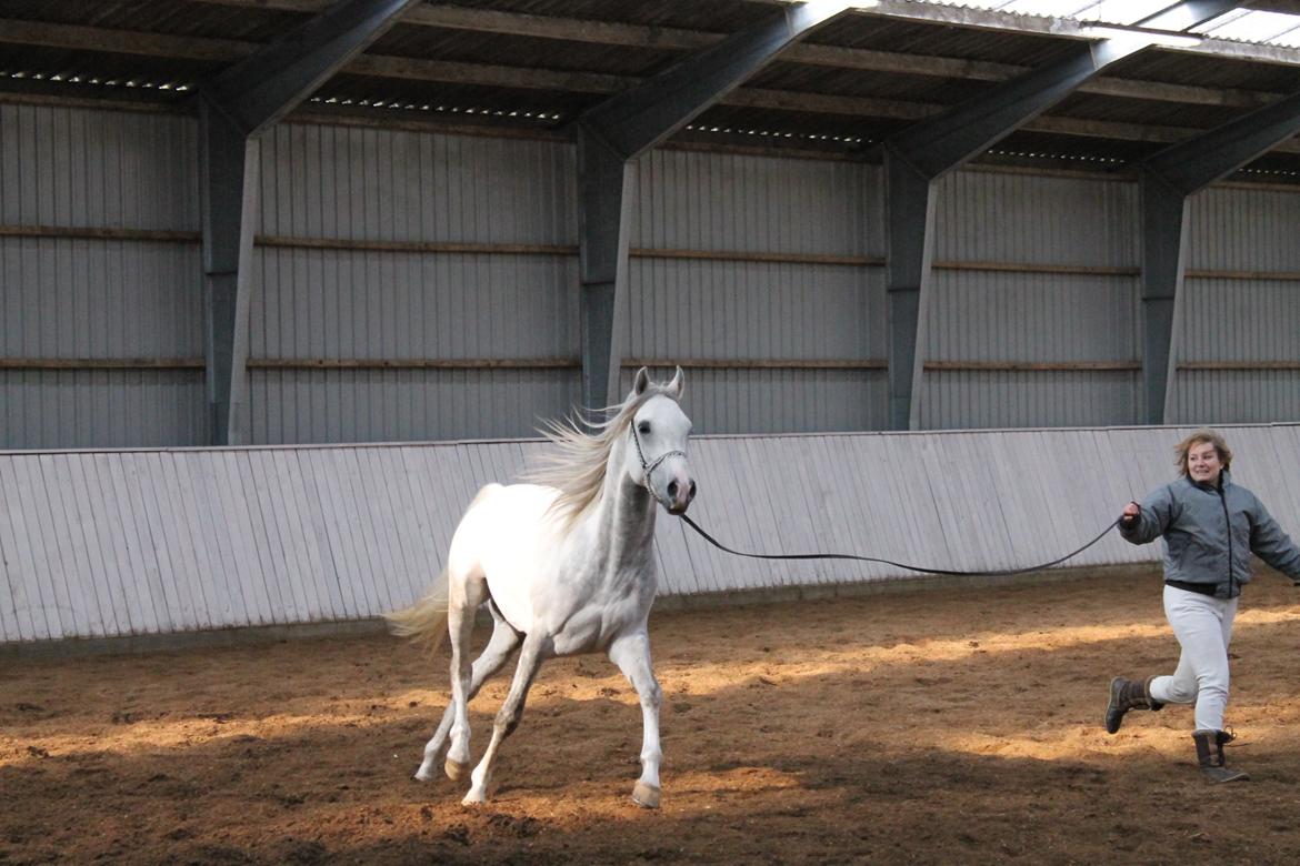 Amin - Hingsteshow marts 2013 billede 10