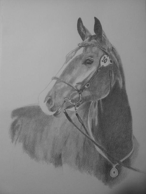 Tegninger, heste og et par hunde - bestillingsportræt billede 21