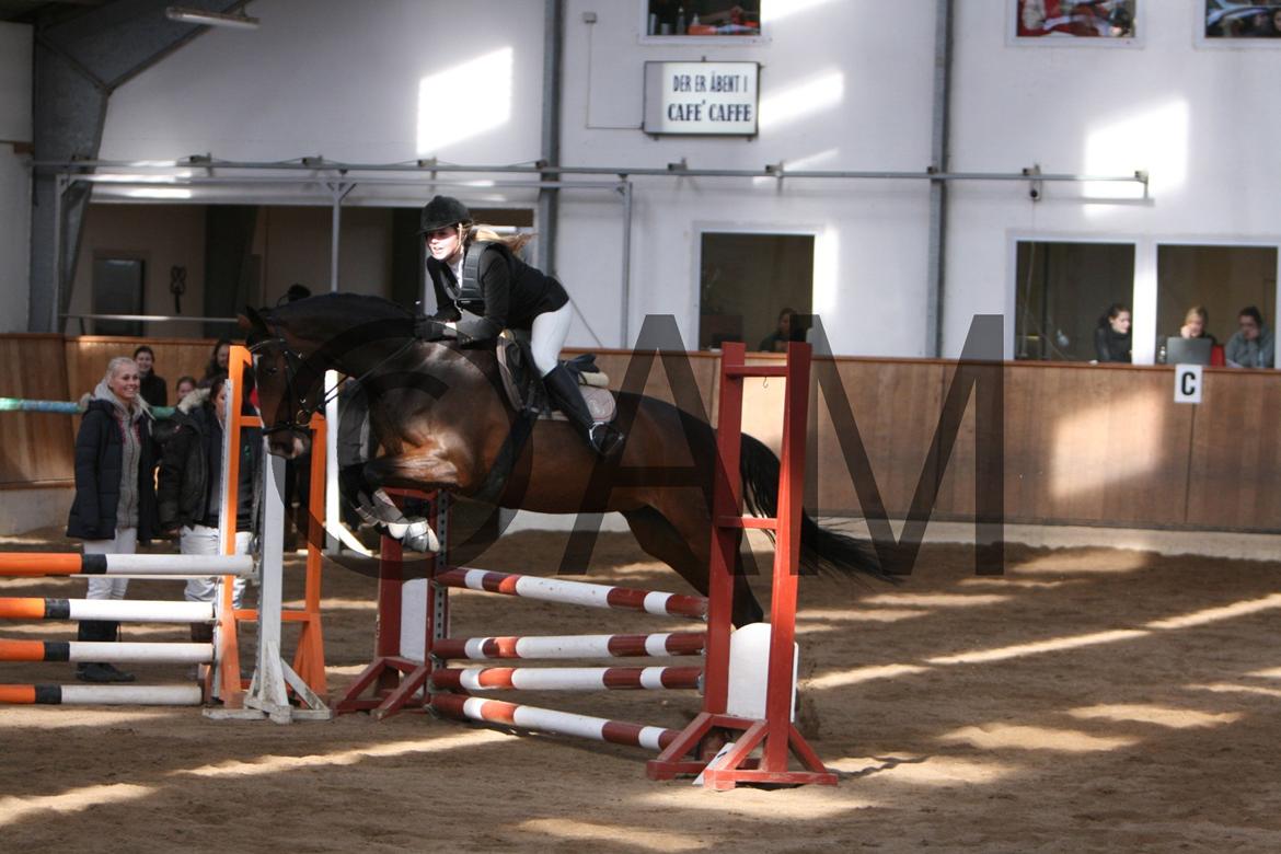 17/03 - 13 | Glostrup rideklub, spring billede 1