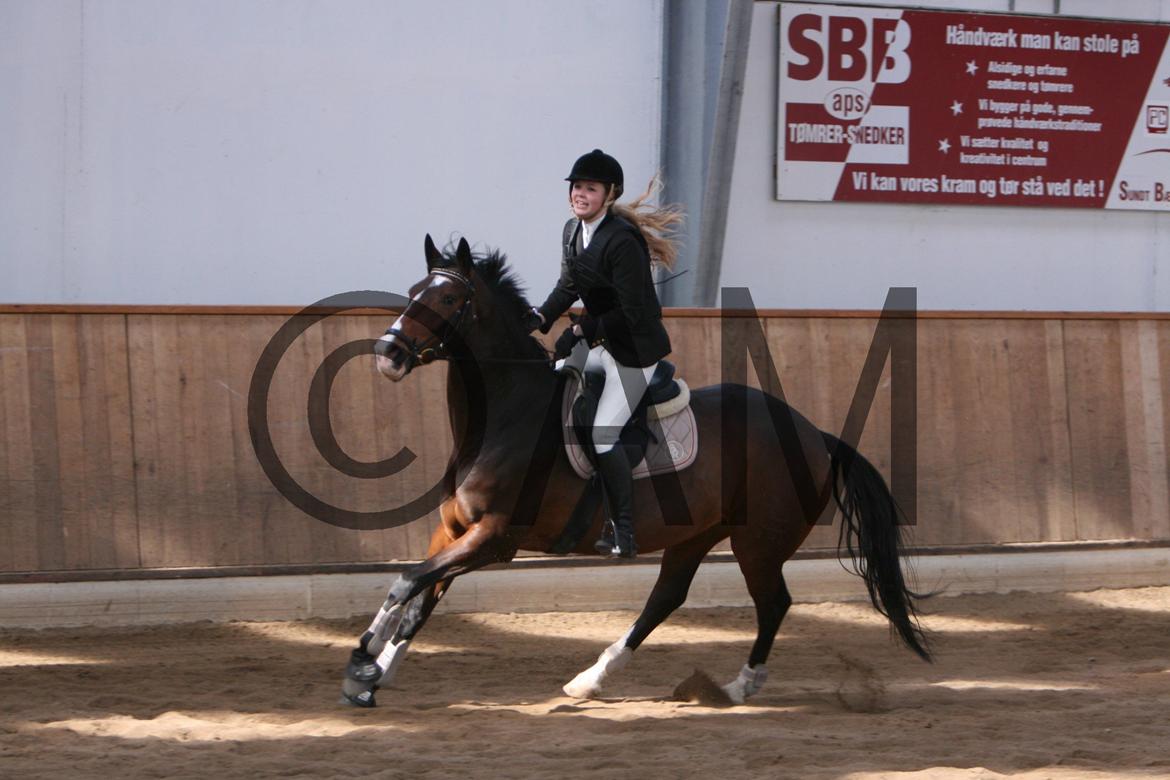 17/03 - 13 | Glostrup rideklub, spring billede 3