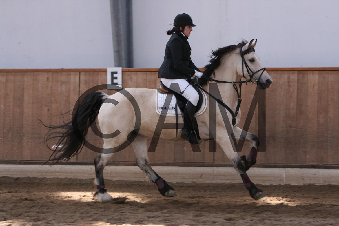 17/03 - 13 | Glostrup rideklub, spring billede 5