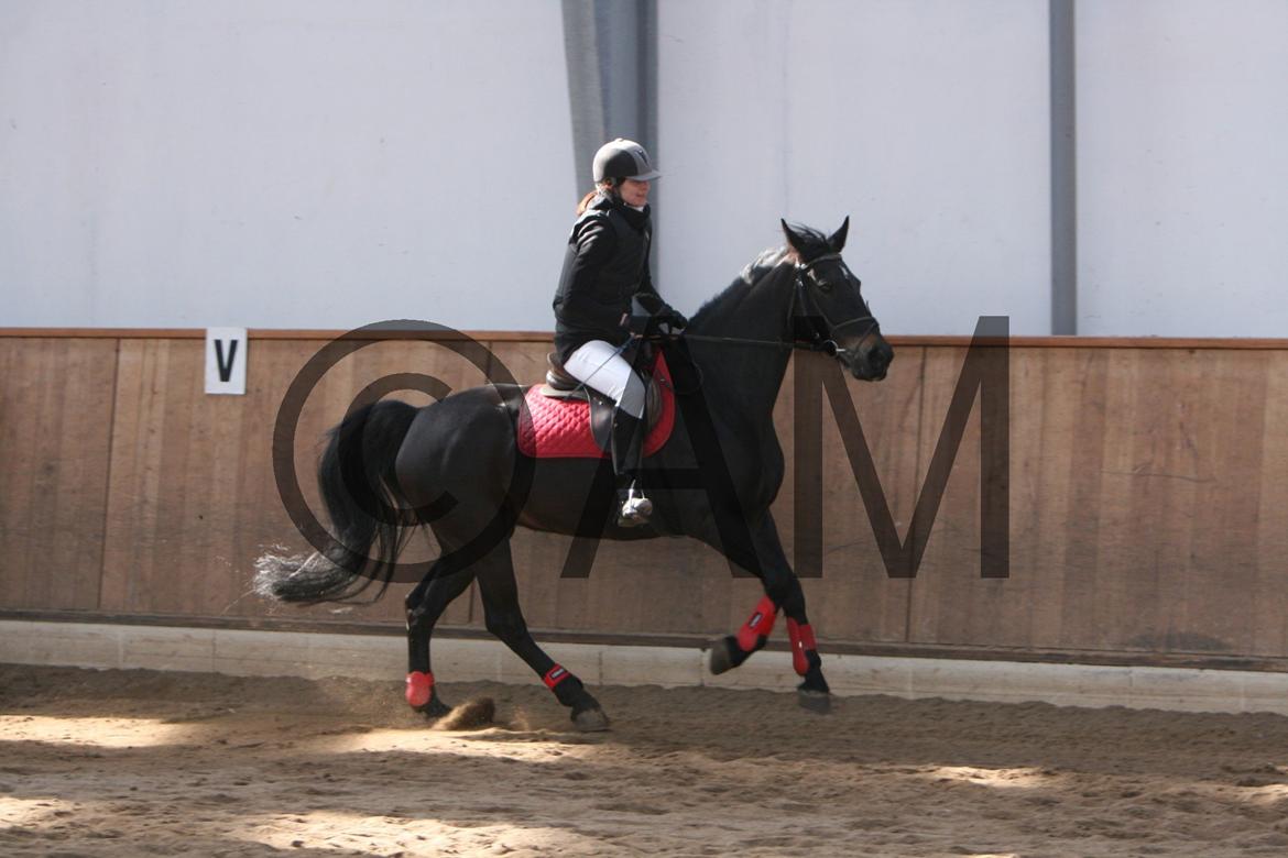 17/03 - 13 | Glostrup rideklub, spring billede 11