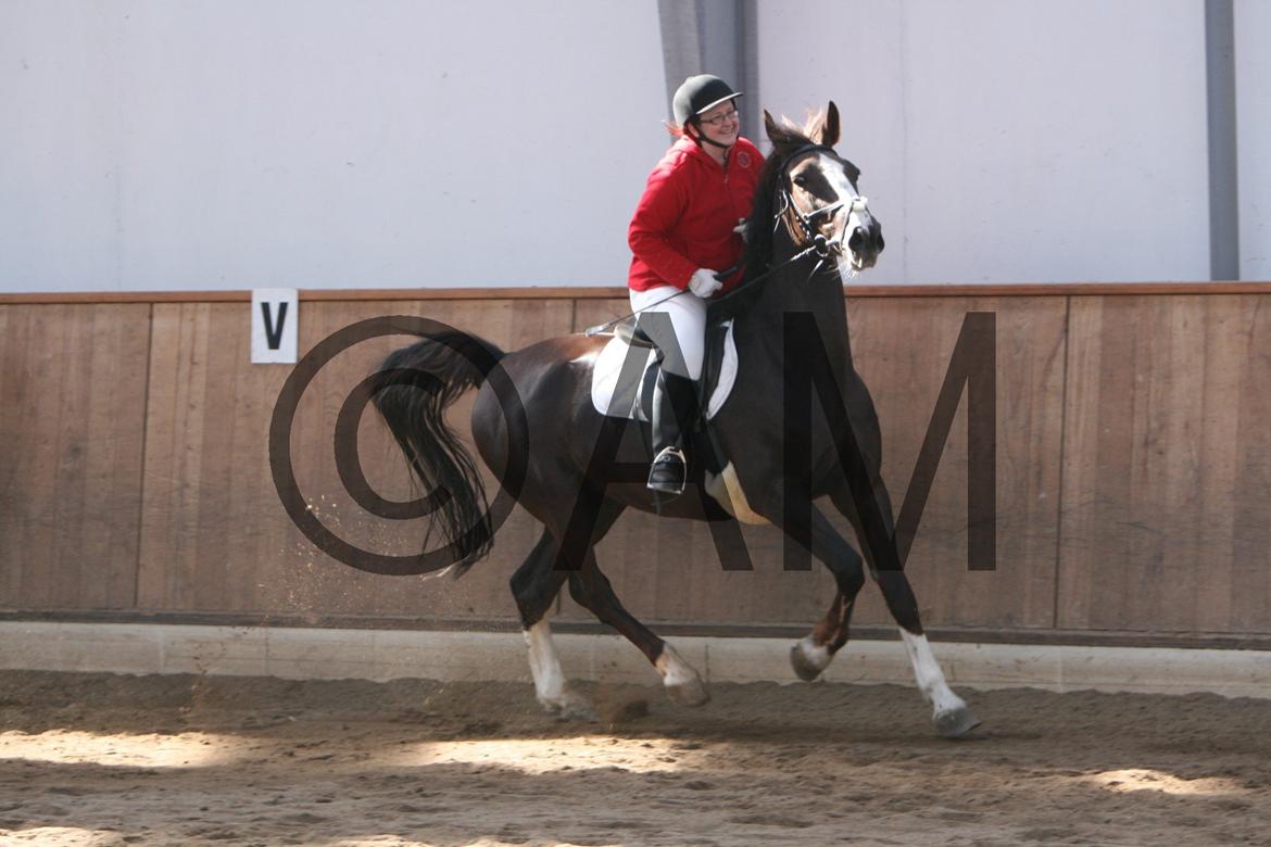 17/03 - 13 | Glostrup rideklub, spring billede 15