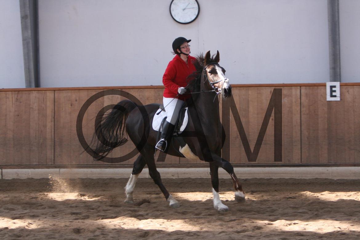 17/03 - 13 | Glostrup rideklub, spring billede 16