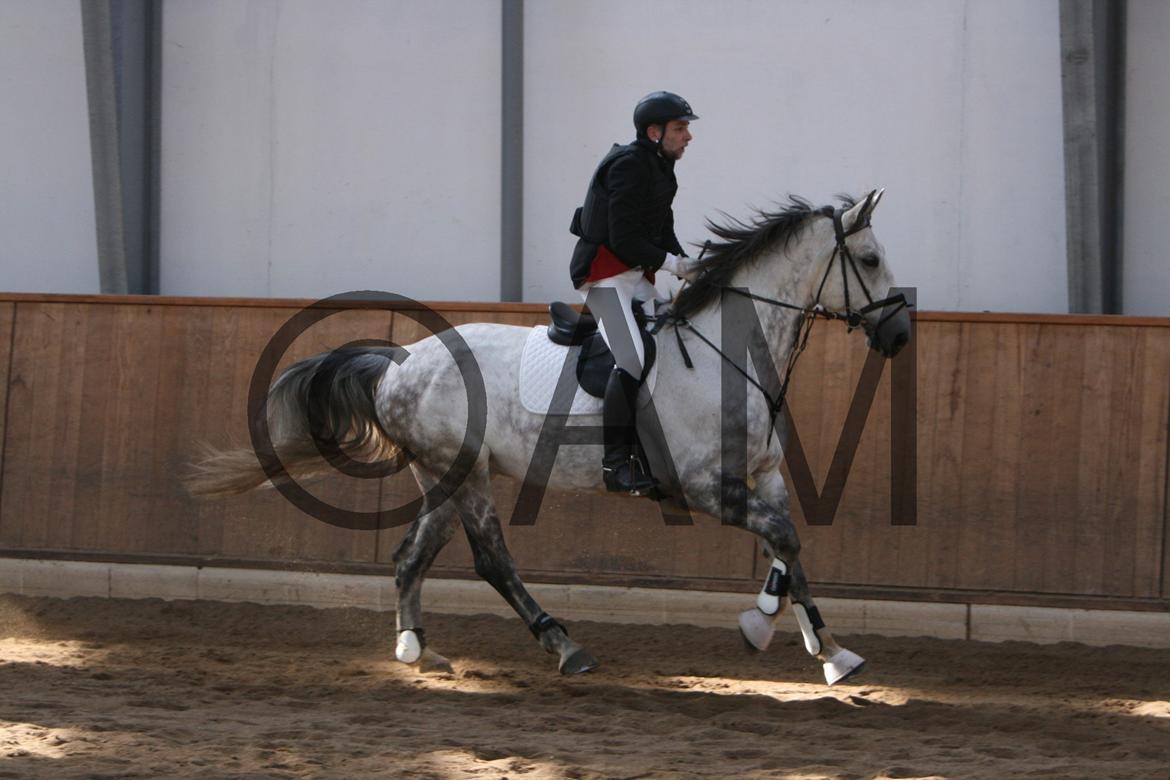 17/03 - 13 | Glostrup rideklub, spring billede 19