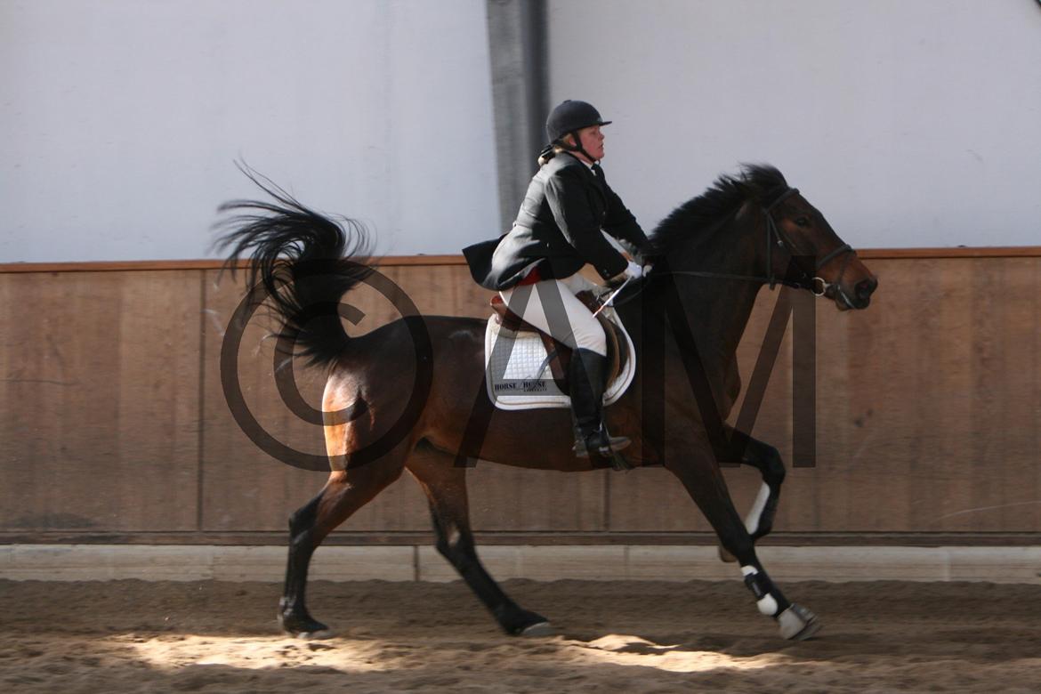 17/03 - 13 | Glostrup rideklub, spring billede 22