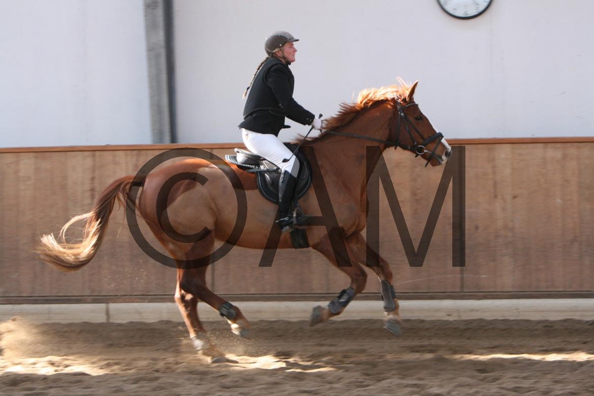 17/03 - 13 | Glostrup rideklub, spring billede 23