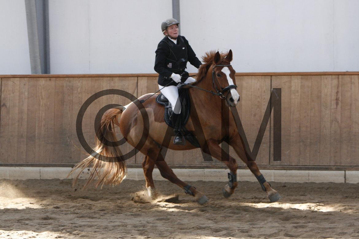 17/03 - 13 | Glostrup rideklub, spring billede 26