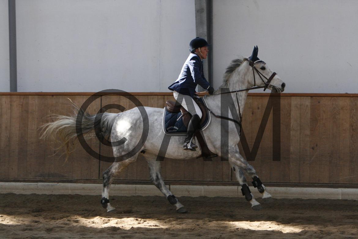 17/03 - 13 | Glostrup rideklub, spring billede 32