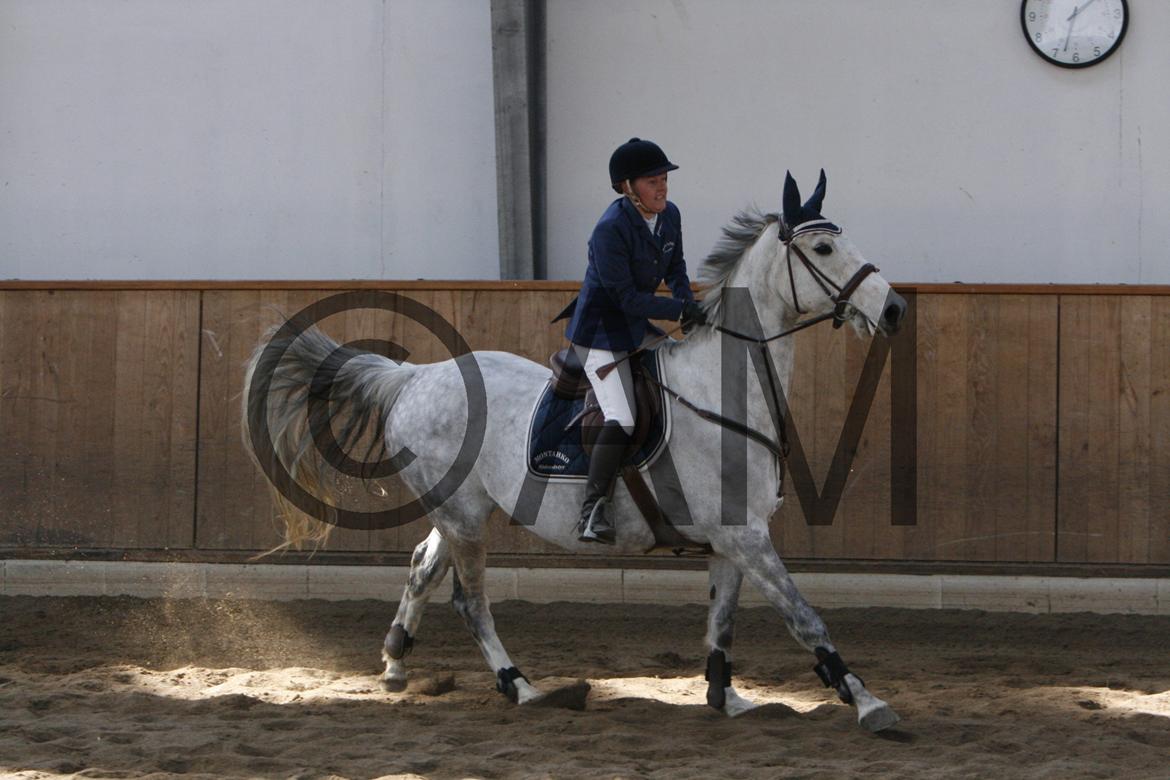 17/03 - 13 | Glostrup rideklub, spring billede 37