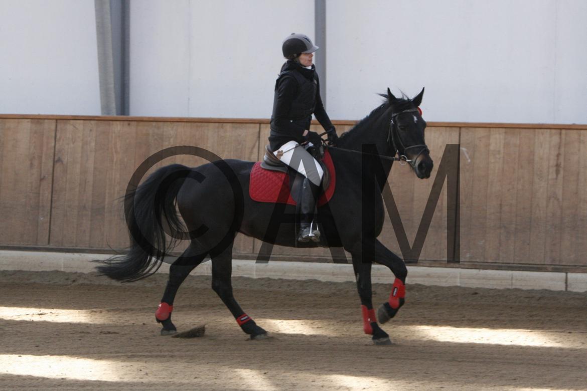 17/03 - 13 | Glostrup rideklub, spring billede 41