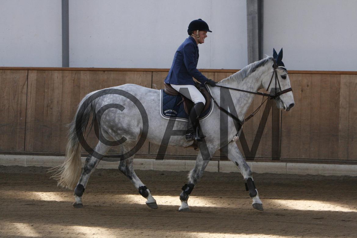 17/03 - 13 | Glostrup rideklub, spring billede 42