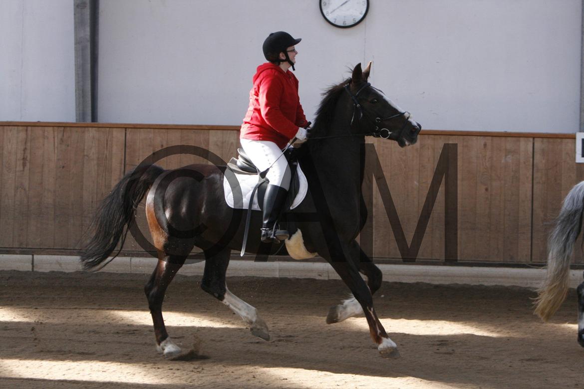 17/03 - 13 | Glostrup rideklub, spring billede 43