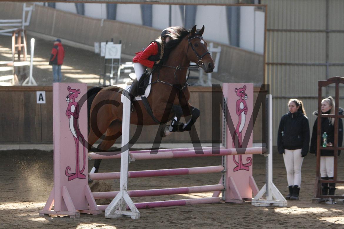 17/03 - 13 | Glostrup rideklub, spring billede 46